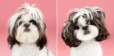 Передовые стрижки: Собаки до и после