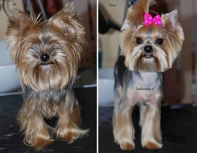 Удивительное превращение: Стрижка собак до и после