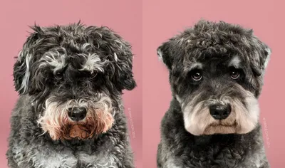 Обновленные образы: Стрижка собак в сравнительных фотографиях