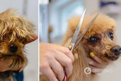 Изменение внешности: Стрижка собак до и после