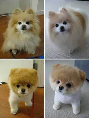 Фотоотчет перед и после стрижки собак