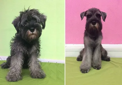 Уникальные образы: Стрижка собак до и после
