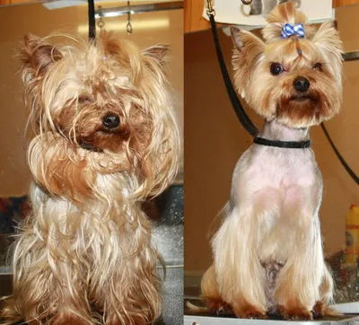 Фотоотчет перед и после: Изменение вида собак