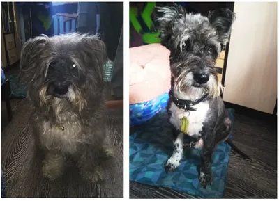 Передовые преобразования: Стрижка собак до и после