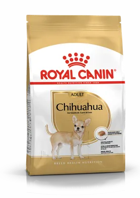 Стрижки для собак чихуахуа: выберите изображение в формате png