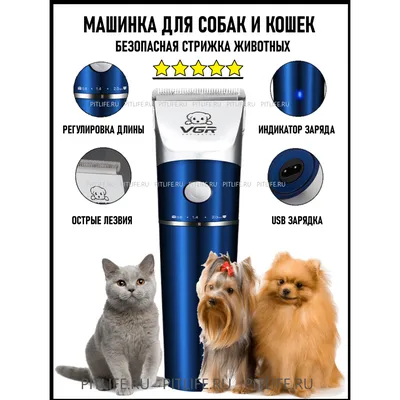 Стрижки кошек до и после - картинки и фото koshka.top