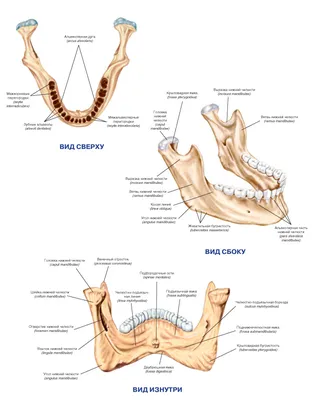 Строение челюсти человека фото