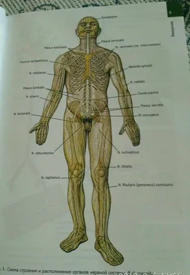 [74+] Строение человека фото картинки фото