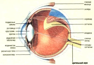 Строение глаза человека фото фотографии
