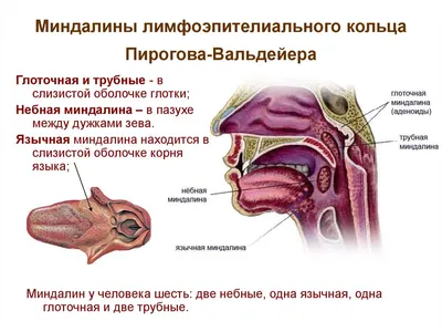 Строение миндалин человека фото