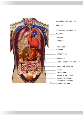Строение органов человека фото