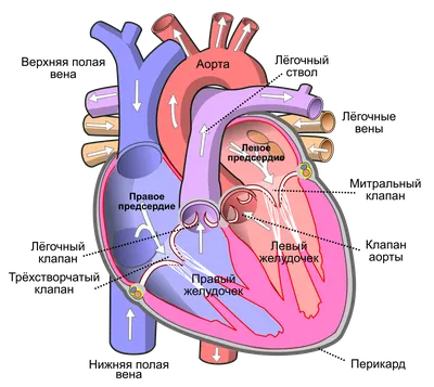 Строение сердца человека фото