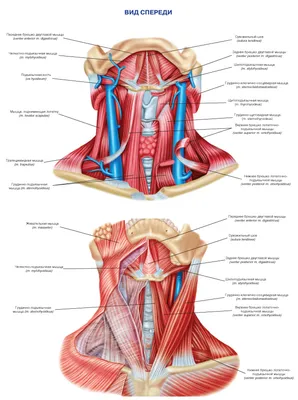 Строение шеи человека фото