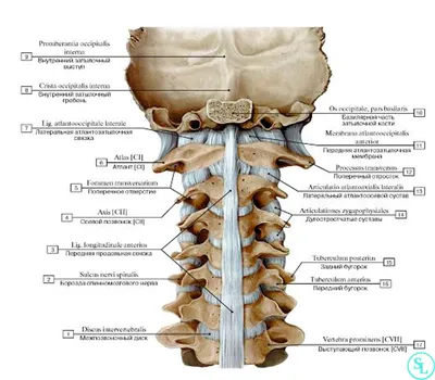 Строение шеи человека фото фотографии