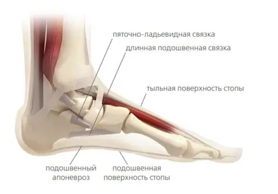 Строение стопы человека фото