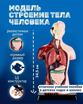 Название частей тела человека (2). | Уроки биологии, Анатомия йоги, Тело