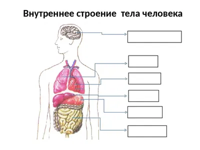 Набор для опытов Строение тела, анатомия человека