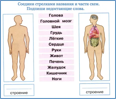 Модель строение тела человека на магните купить недорого - Ход конем