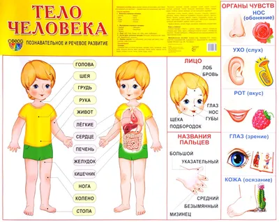 Внешнее строение тела человека - 3D-сцены - Цифровое образование и обучение  Мozaik