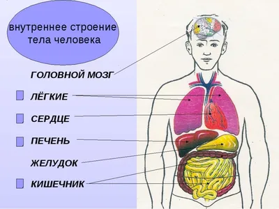 Набор для опытов «Строение тела», анатомия человека (ID#199331015), цена:  20.44 руб., купить на Deal.by