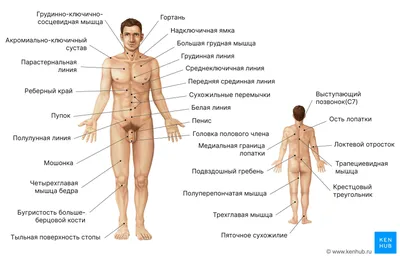 Анатомия органов брюшной полости | Remedium.ru