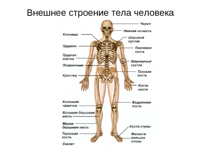 Картинки внутренние органы человека для детей - 15 фото