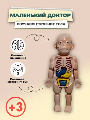 19 частей, Анатомия человека, структура тела, сердце, внутренние органы,  модель головного мозга, медицинские Обучающие органы, туловище 28 см |  AliExpress