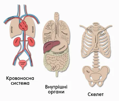 Анатомия, тело человека, строение …» — создано в Шедевруме