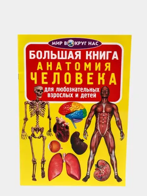 Пищеварительная система : нормальная анатомия | e-Anatomy