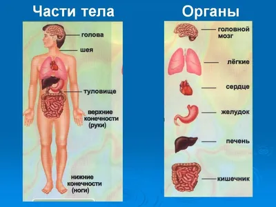 Набор для опытов «Строение тела», анатомия человека купить в Чите Биология  в интернет-магазине Чита.дети (2772939)