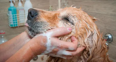 Фото с собаками, страдающими от сухой экземы