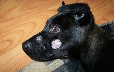 Фото собак с сухой экземой для блогов и сайтов