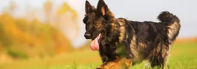 Бесплатные фотографии собак с сухой экземой в различных форматах