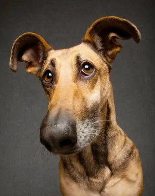 Фото собак с сухой экземой для использования в блогах о здоровье питомцев