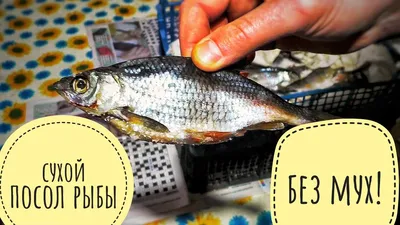 Топ-9 наиболее вкусной сушёной рыбы к пиву | Два едока. Клава | Дзен