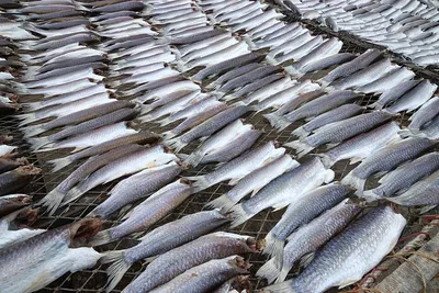 высококачественная пищевая сухая рыба-анчоус/сушеная анчоус/замороженная  сушеная рыба анчоус китайского происхождения| Alibaba.com