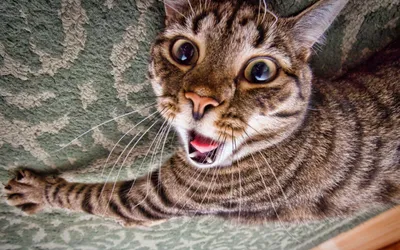Сумасшедший кот, веселый, суперреализм…» — создано в Шедевруме