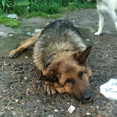 Загадочные фотографии свища у собаки