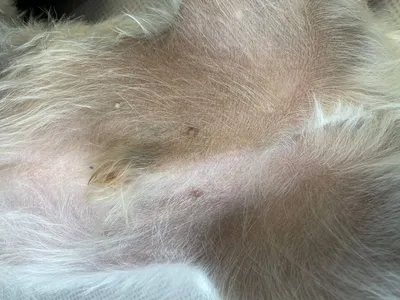 Сыпь у собаки в паху: фото с невероятной детализацией