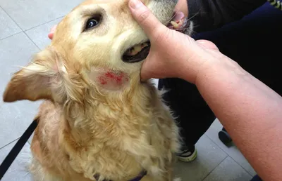 Сыпь у собаки в паху: яркие фото в webp