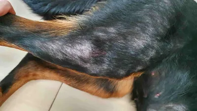Сыпь у собаки: фотографии для диагностики и лечения