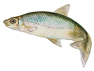 Места обитания и отличительные признаки рыбы сырть | fishermen7777 | Дзен