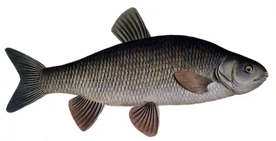 Язь — «золотая голова» - Fishmarket - Пресноводные рыбы