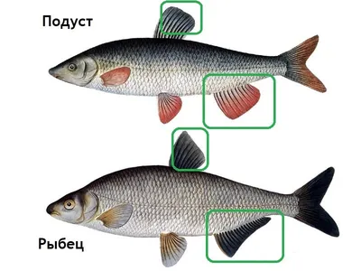 Промысловая рыба рыбец