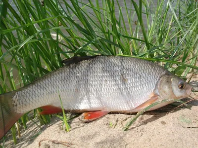 Рыбалка на реке Оять.