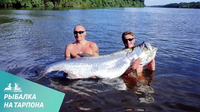 Коста-Рика » Тарпон (Tarpon, Megalops atlanticus)