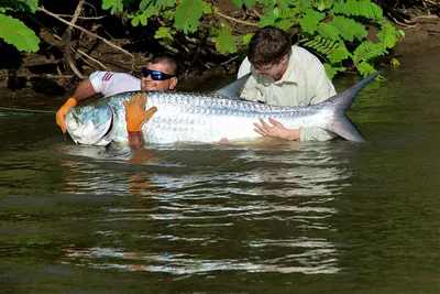 Флорида » Тарпон (Tarpon, Megalops atlanticus)