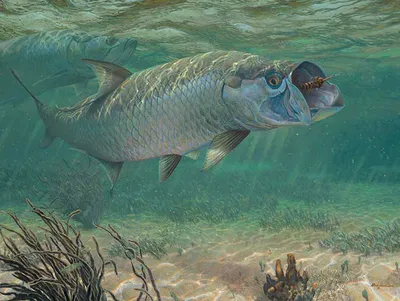 Флорида » Тарпон (Tarpon, Megalops atlanticus)