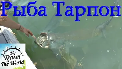 Коста-Рика » Тарпон (Tarpon, Megalops atlanticus)