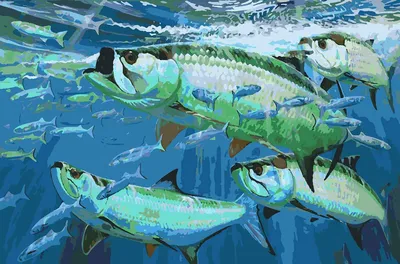 Рыба Tarpon большие на белом. Elopiformes. Иллюстрация штока - иллюстрации  насчитывающей глубоко, тарпон: 187991520